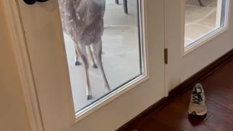A hungry deer seeks food by stepping on a hoof