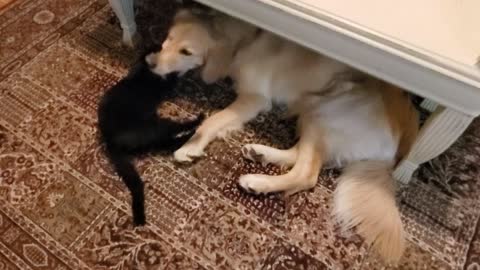 Golden Retriever & Cat playing under a table