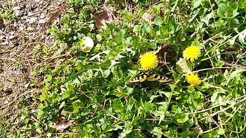 #2 Butterfly on dandelion