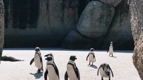 How penguis come from a little beach
