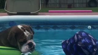 Dog with His Friend in the Pool