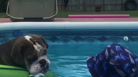 Dog with His Friend in the Pool