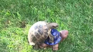 Totally Confused Tortoise