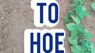 How to Hoe Weeds