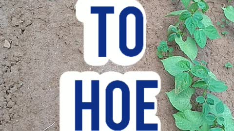 How to Hoe Weeds