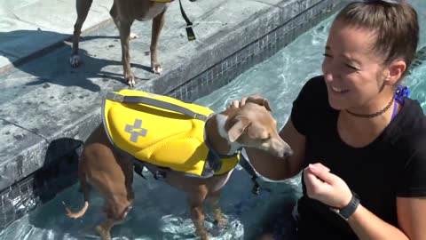 Teaching My Dogs How To Swim