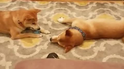 Shiba Inus have vocal argument over ball