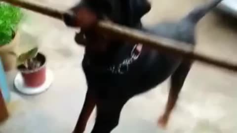 Rottweiler funny carrying stick