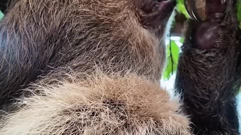 The cute sloth