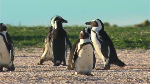 Penguins - Animal video for kidz