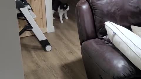 Two funny cats run away from their owner in a very funny way because of a giant cat mask