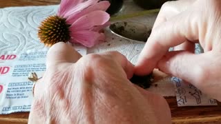 Use Echinacea to Calm a Bug Bite - Barefoot Doctoring