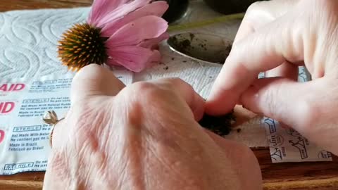 Use Echinacea to Calm a Bug Bite - Barefoot Doctoring