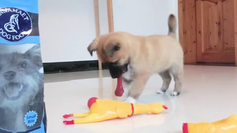 How will a cute puppy play with a fake bone Funny ending! Dog games to play with your dog!
