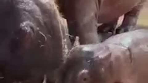 It doesn't get much cuter than this baby hippo—brother to Fiona