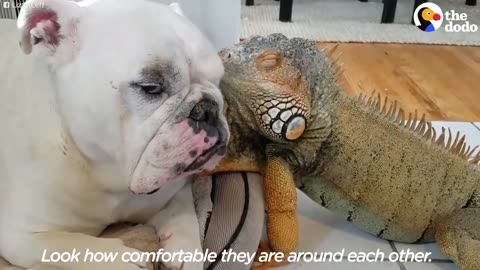 Iguana REALLY Loves This Dog | The Dodo