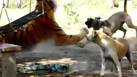 Animal prank video dog prank lionprank monkey prank
