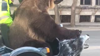 Bear on a Bike