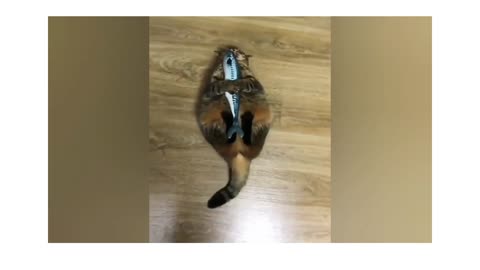 This very thoughtful cat thanked its owner after surprised gift