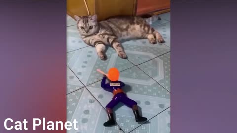 Funny Cats Video Compilation 2021 Cats