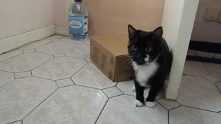 Cat and Ferret play together