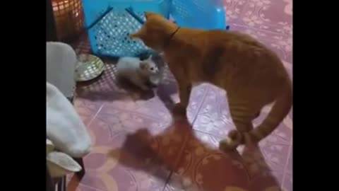 Funny Dogz and Catz Compilation