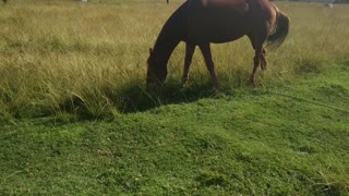 Female Brown Horse On Morning Day