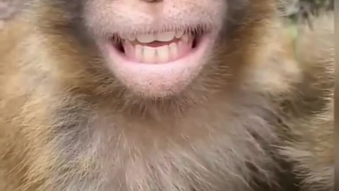 Funny 🤣 monkey 🐒 style