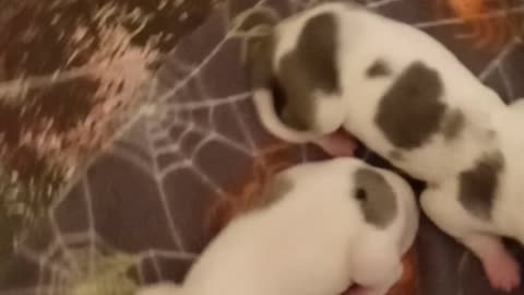 New born great dane pups