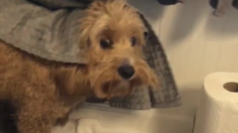 Brown dog hiding behind curtains scared of hair dryer