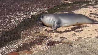 Neil the Seal Visits Town