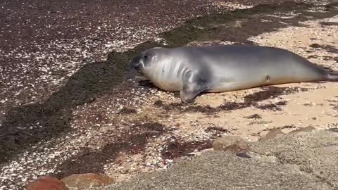 Neil the Seal Visits Town