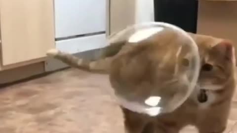 Cat Playing With Bubbles.