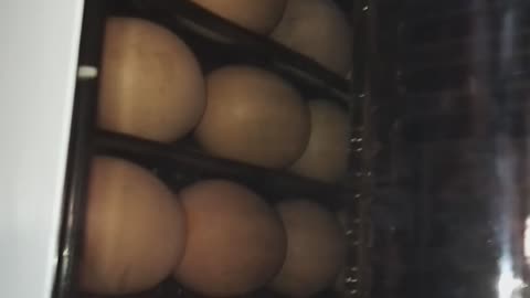 Test the Rumble video Eggs on the incubator