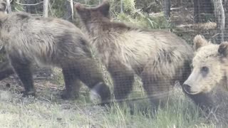 Family of Bears Scurry Across the Road