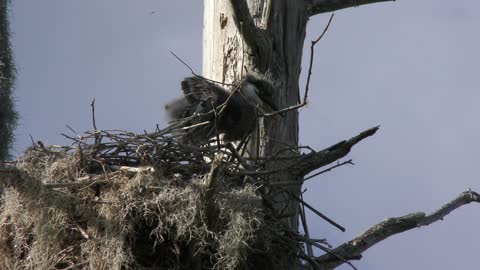 Great blue heron chick in the nest