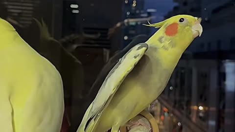 Hi baby #talkingparrot #iloveu #parrot #macaw #cockatiel