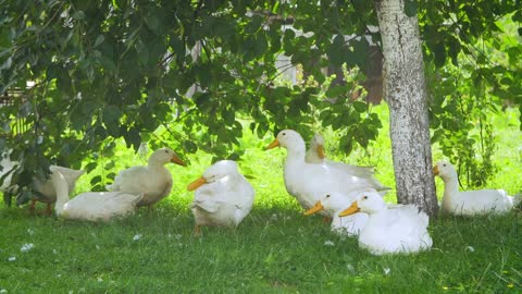 White farm ducks by the countryside road