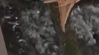 Toronto Ice Storm Video - Ice Makes a Tree Split in Half
