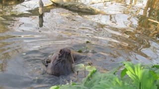 Young Beaver Ride's on Adult Beavers Tail
