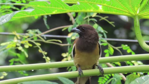 Rufous treepie bird look Feeding