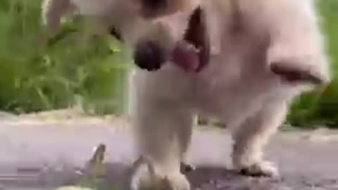 Baby Dog funny trading video