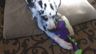 ASMR puppy Dane playing with toy