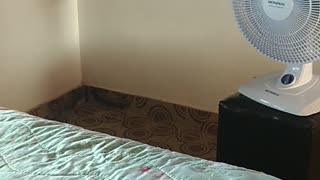 Cat Naps on Bed in Front of Fan