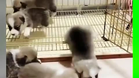 pet # funny animal # funny dog video # funny dog # cute puppy