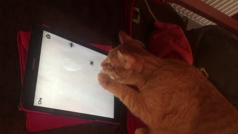 Funny Cats Playing On iPads #1 - Funny Videos