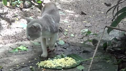 White leopard having his meal of the day with nature