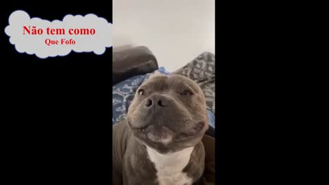 olha the reaction of dog ao ver your dono