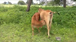 Cow Videos - Cow Feeding Calf To Drink Her Milk - Kids Cow Videos for Kids & Parents
