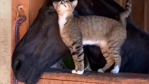 Cat and Horse..this video is full of love